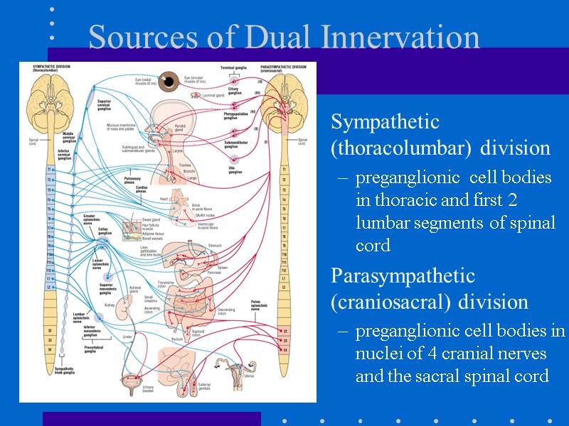 Sources of Dual Innervation Sympathetic (thoracolumbar) division preganglionic  cell bodies in thoracic and